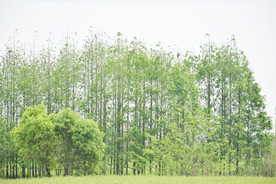 麦田 小麦 树林