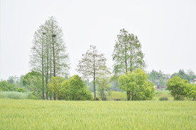 麦田 小麦 树林