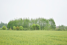 麦田 小麦 树林