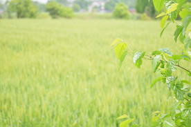 麦田 小麦 树林
