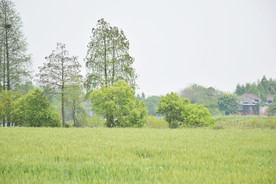 麦田 小麦 树林