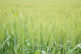 麦田 小麦 树林