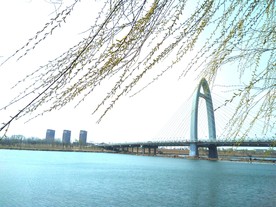 春天 柳树