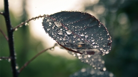 树叶水珠