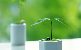 小清新植物