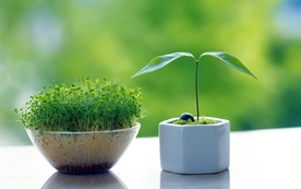 小清新植物