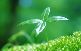 小清新植物