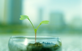 小清新植物