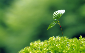 小清新植物