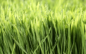 小清新植物