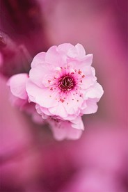 粉色花