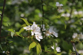 小果蔷薇