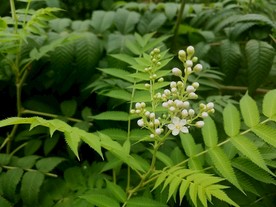 珍珠梅