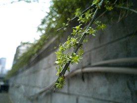 枝芽