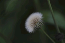 蒲公英