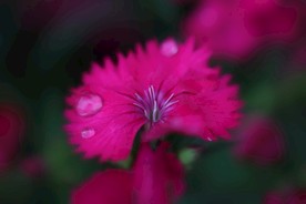 石竹