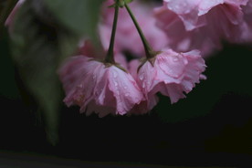 晚樱