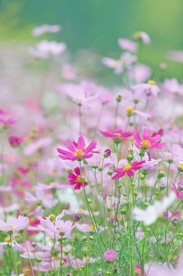 花花