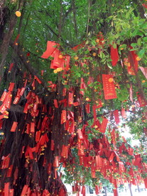 许愿树