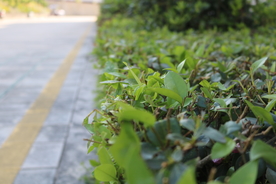 路边的树叶