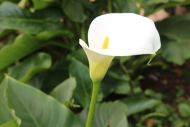 鲜花