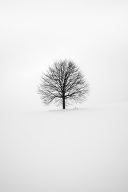 雪地里的树