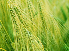 麦田稻田麦穗稻穗图片