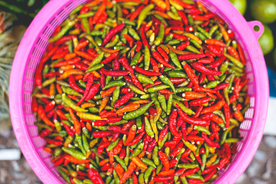 辣椒菜椒红椒青椒图片