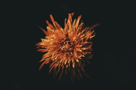 鲜花菊花