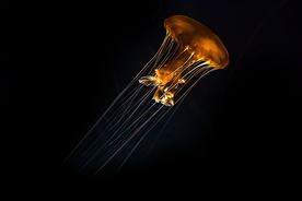 水母 海洋生物