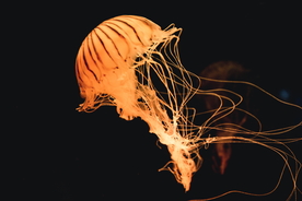 水母 海洋生物