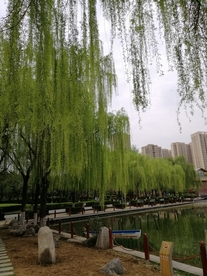 垂柳树