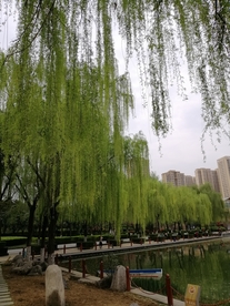 垂柳树