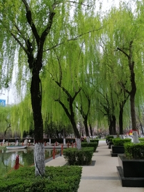 垂柳树