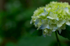 紫阳花