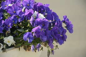 香堇菜