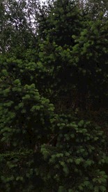 绿植 壁纸背景