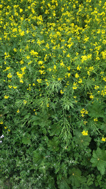 油菜花