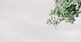 绿叶树叶图片