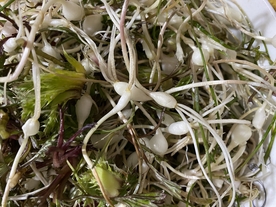 山野菜