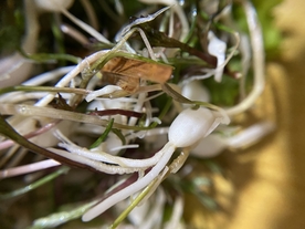 山野菜