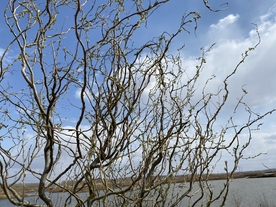 柳枝