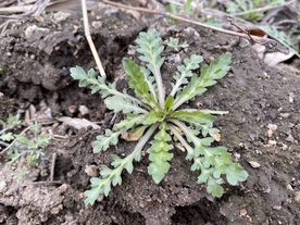 独行菜