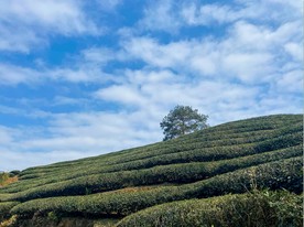茶山