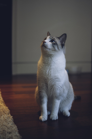 可爱猫咪摄影图片