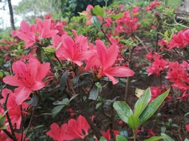 满山红