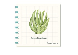 照波 多肉植物图鉴