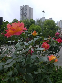 玫瑰花开