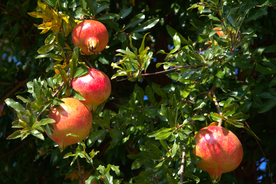 石榴石榴籽石榴树石榴花图片