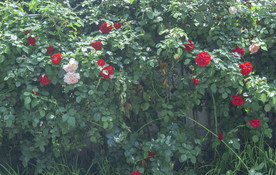 阳光下的月季花墙